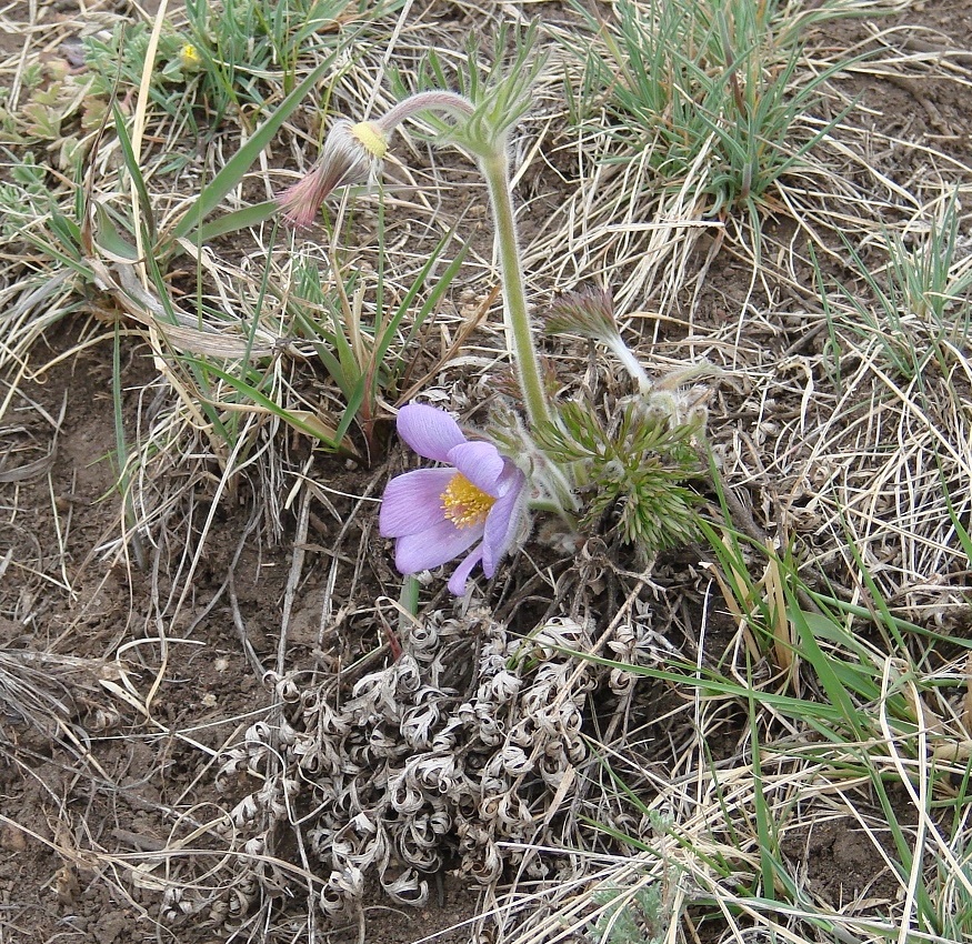 Изображение особи Pulsatilla turczaninovii.