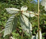Rubus candicans. Лист (вид снизу). Краснодарский край, г. Усть-Лабинск, склон правого берега Кубани, заброшенные очистные сооружения. 02.10.2016.