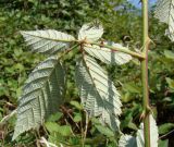 Rubus candicans