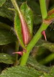 Rosa schmalhauseniana