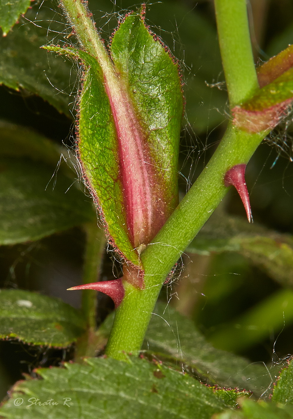 Изображение особи Rosa schmalhauseniana.