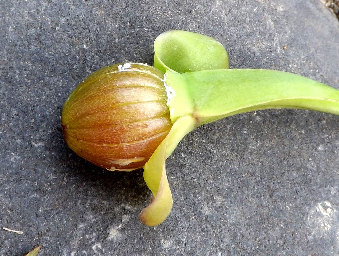 Image of Limnocharis flava specimen.