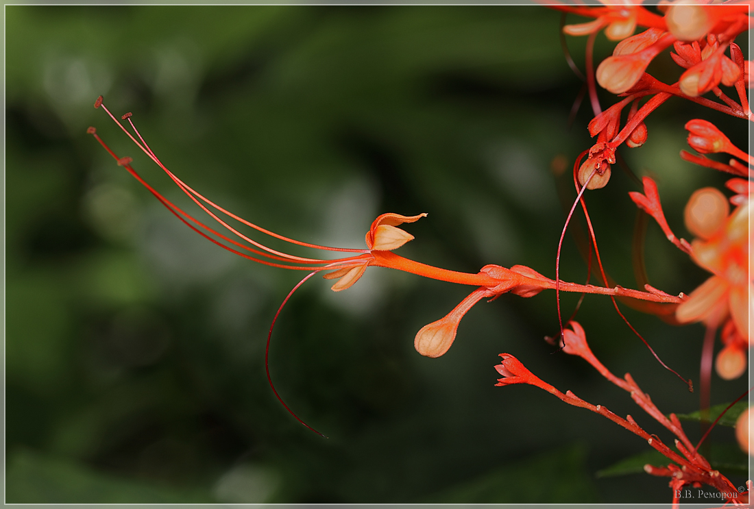 Image of Clerodendrum paniculatum specimen.