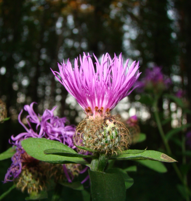 Изображение особи Centaurea pseudophrygia.