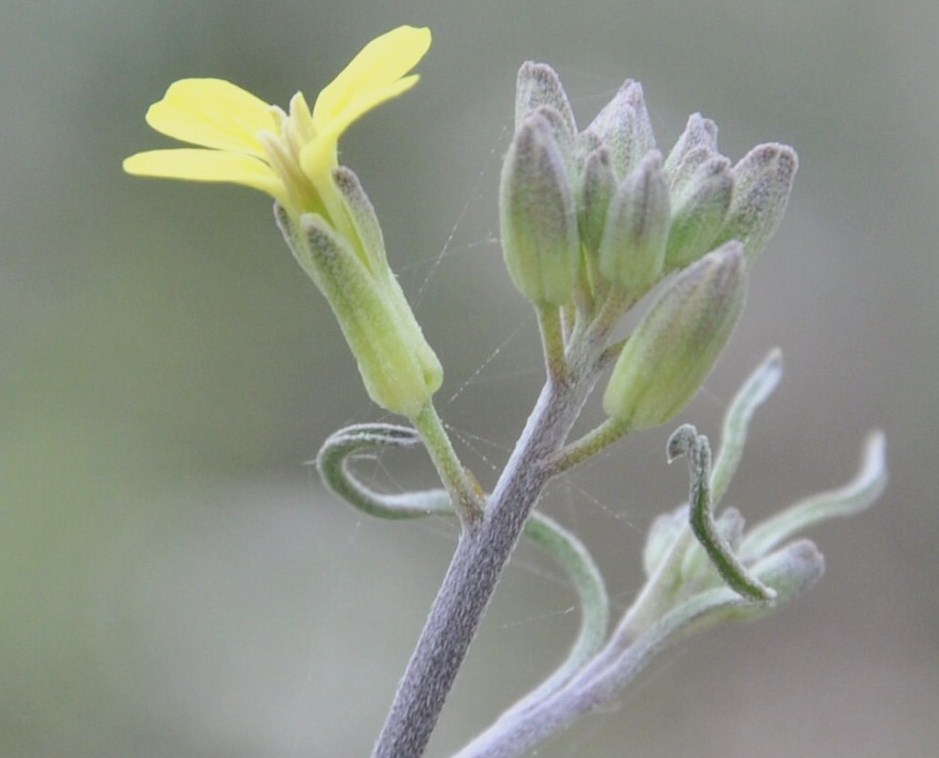 Image of Erysimum graecum specimen.