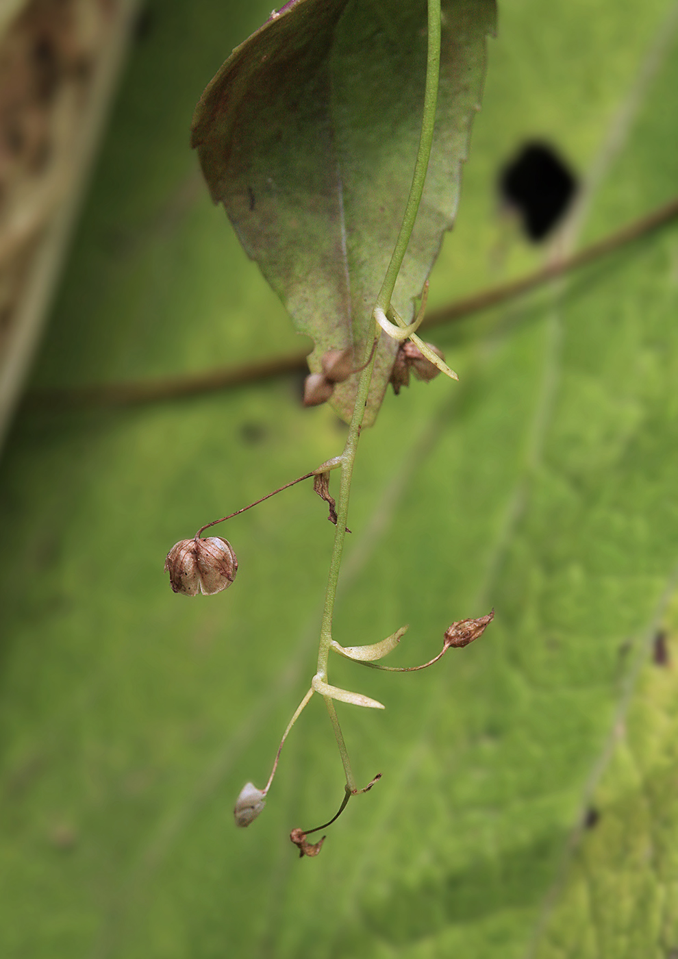 Image of Veronica americana specimen.