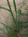 Echinochloa crus-galli. Основания побегов. Амурская обл., Бурейский р-н, окр. с. Виноградовка, долина р. Асташиха, песчаная почва. 25.07.2016.