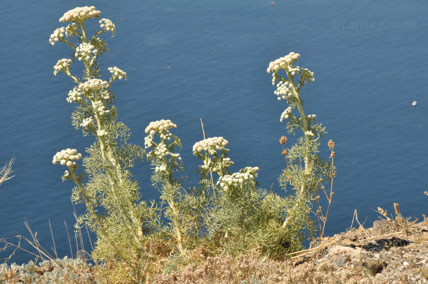 Image of Seseli dichotomum specimen.