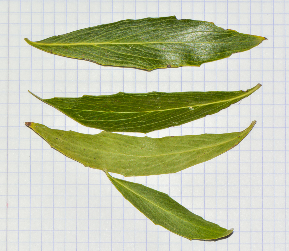 Image of Quillaja brasiliensis specimen.