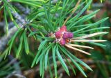 Pinus friesiana