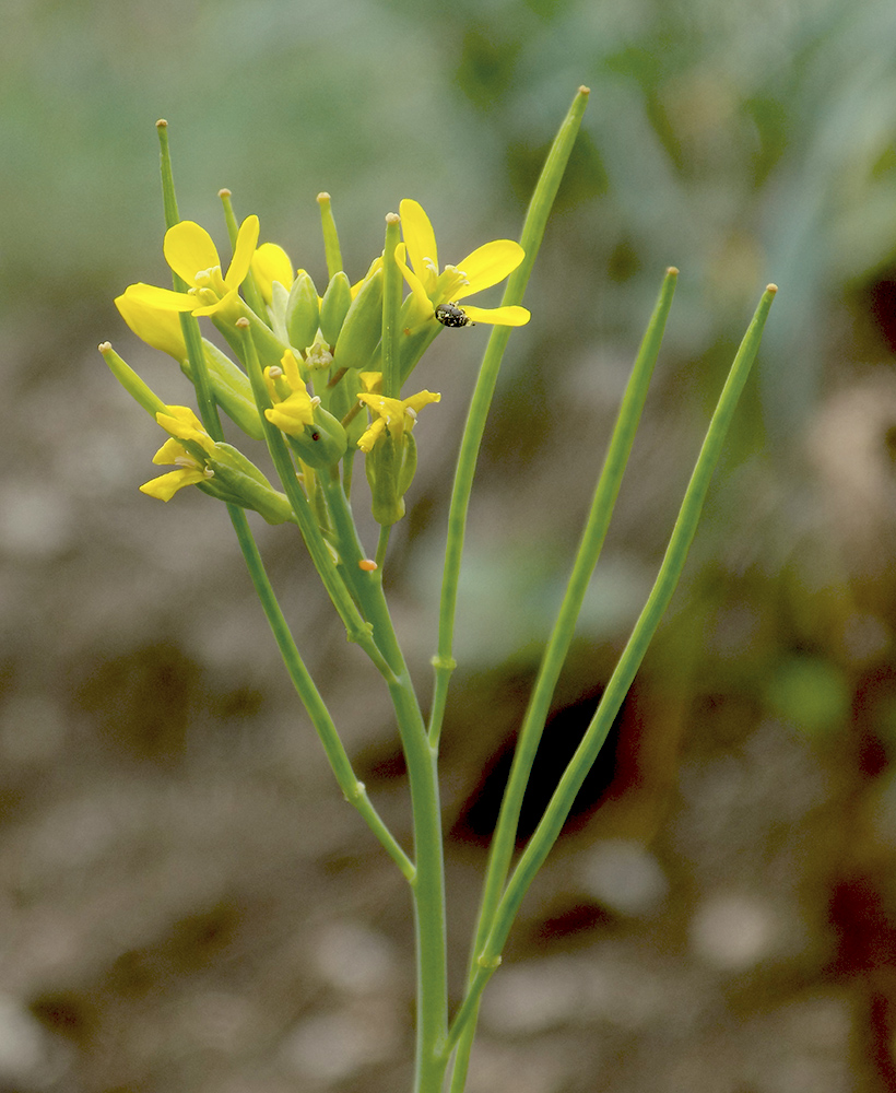 Image of Conringia austriaca specimen.