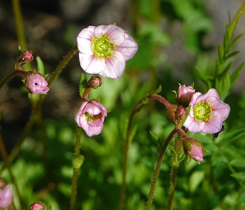 Изображение особи Saxifraga &times; arendsii.