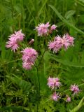 Coccyganthe flos-cuculi