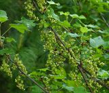 Ribes rubrum