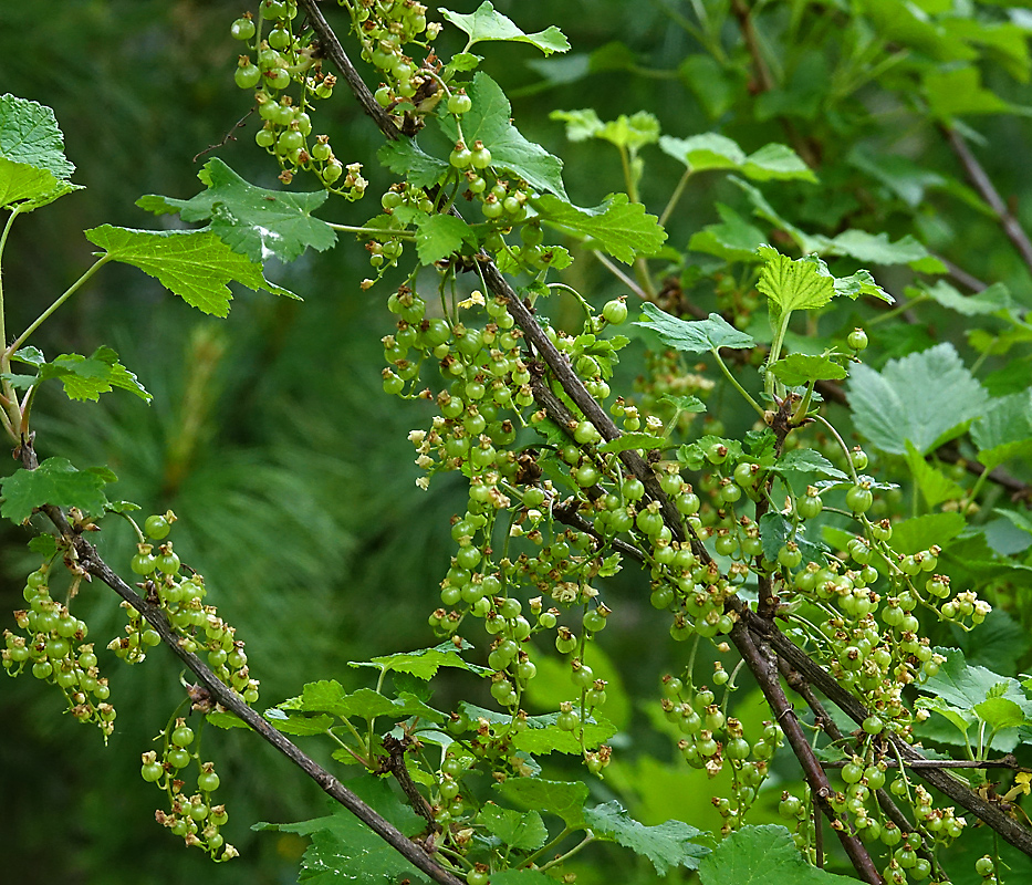 Image of Ribes rubrum specimen.