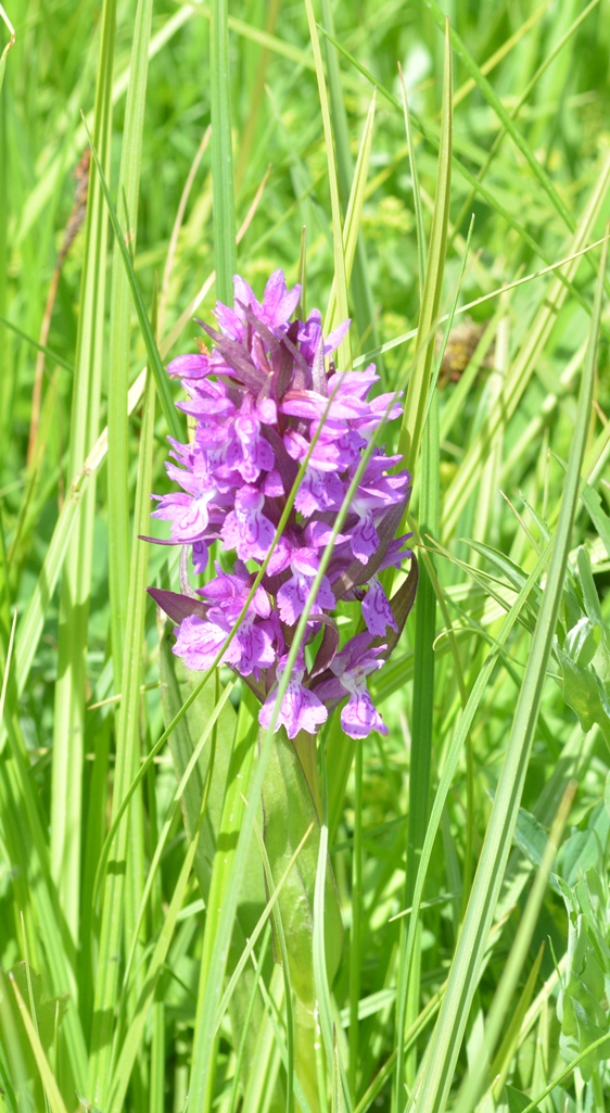 Изображение особи род Dactylorhiza.