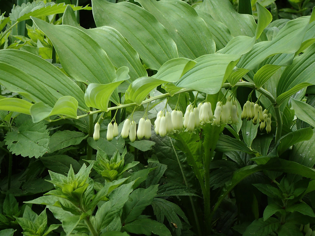 Изображение особи Polygonatum &times; hybridum.