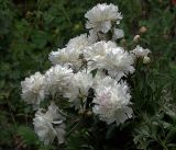 Paeonia lactiflora