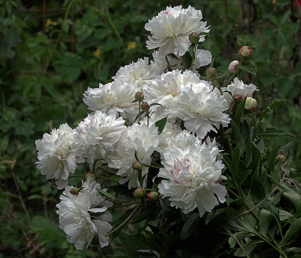 Изображение особи Paeonia lactiflora.