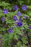 Geranium erianthum