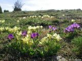 Iris pumila