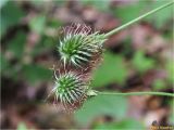 Geum urbanum