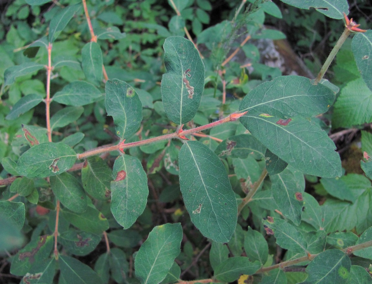 Image of Lonicera buschiorum specimen.