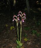 Himantoglossum comperianum