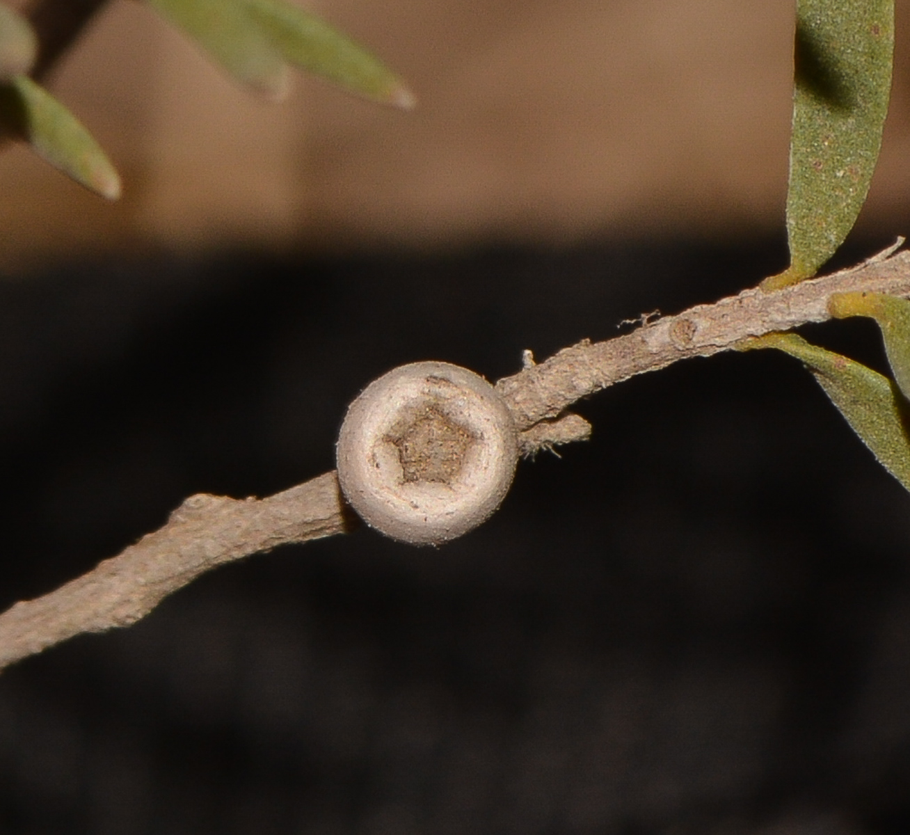 Image of Melaleuca halmaturorum specimen.