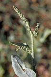 Atriplex aucheri