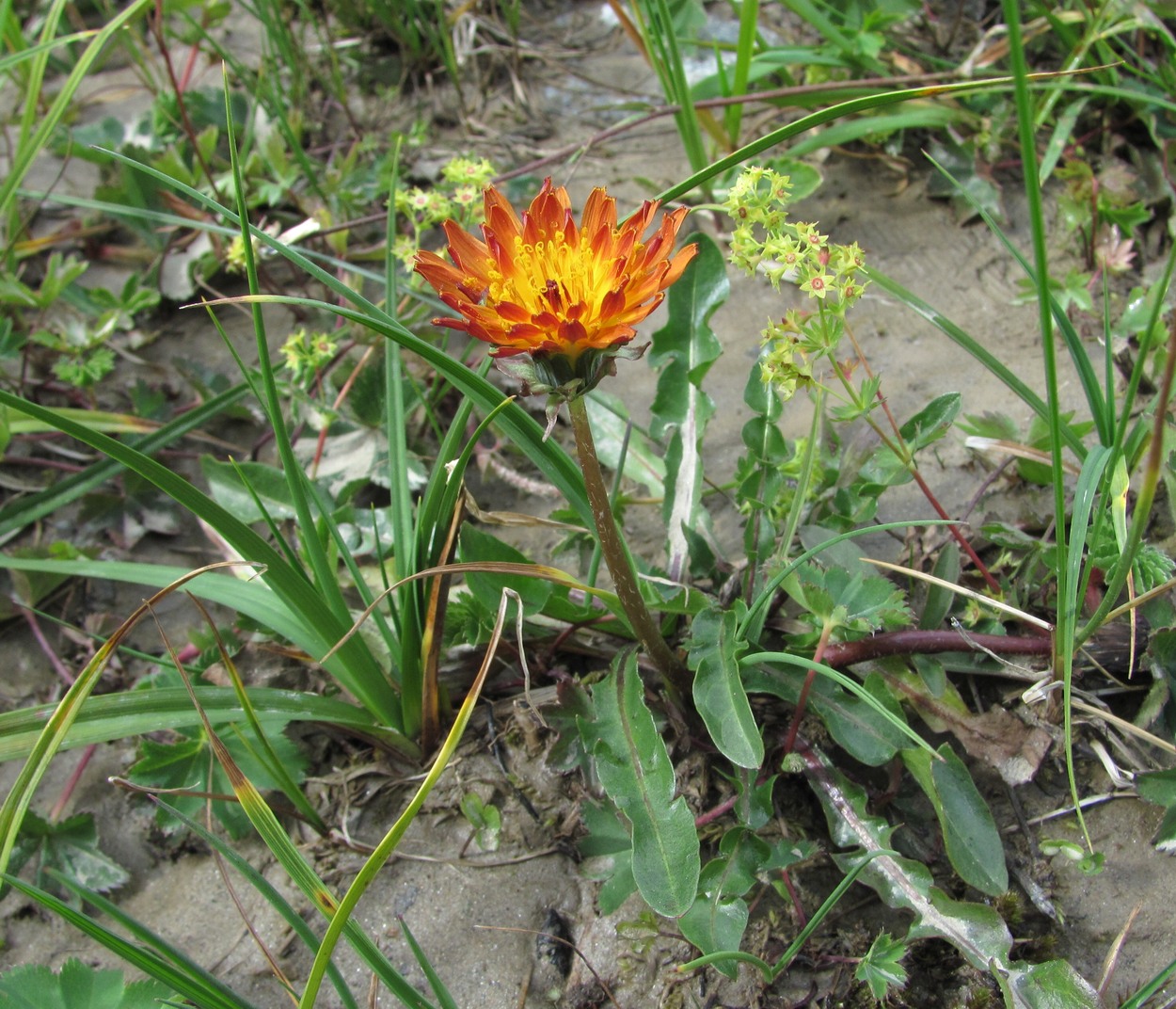 Изображение особи Taraxacum porphyranthum.