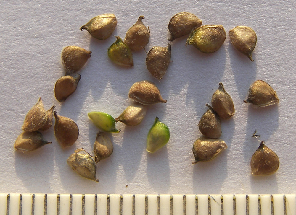 Image of Ranunculus oreophilus specimen.