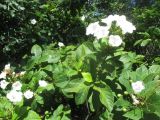 Cordia superba