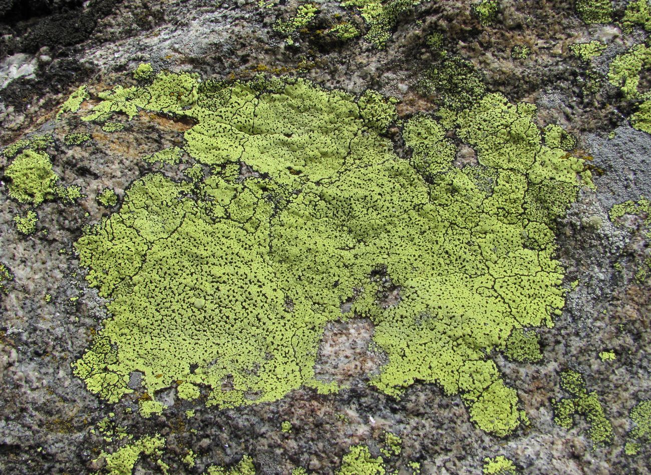 Image of genus Rhizocarpon specimen.
