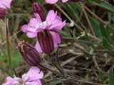 Lychnis ajanensis. Верхушка цветущего и отцветающего побега. Магаданская обл., Ольский р-н, окр. пос. Атарган, галечный приморский луг. 05.07.2017.