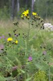 Hieracium duderhofense