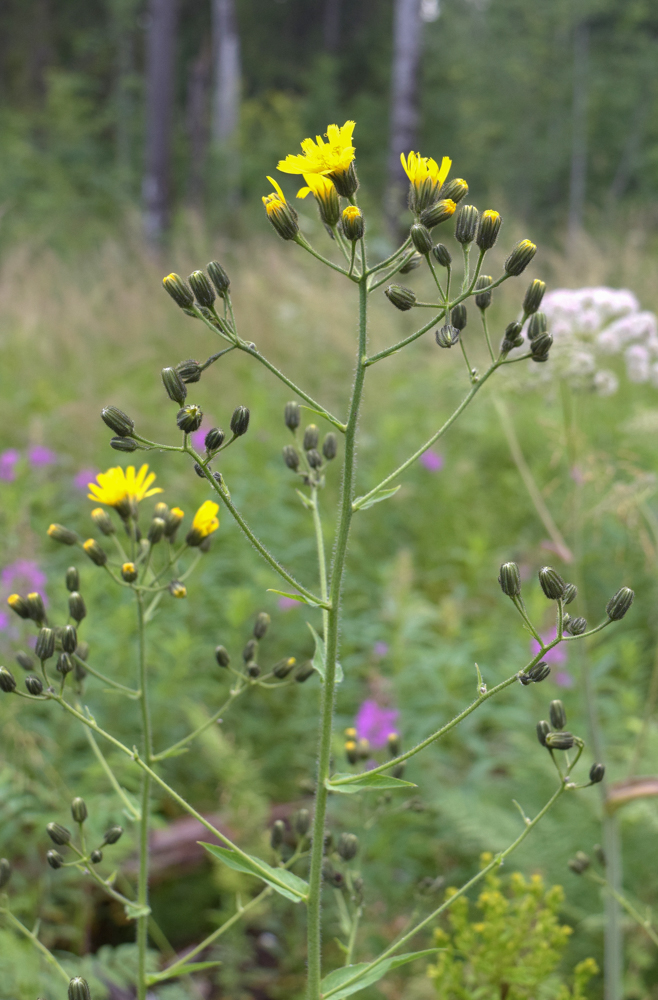 Изображение особи Hieracium duderhofense.