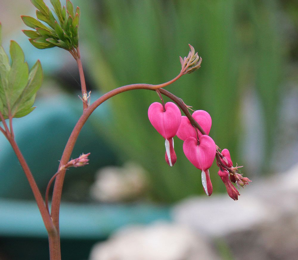 Image of Dicentra spectabilis specimen.