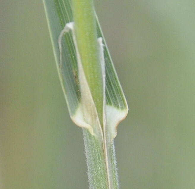 Изображение особи Dactylis glomerata.