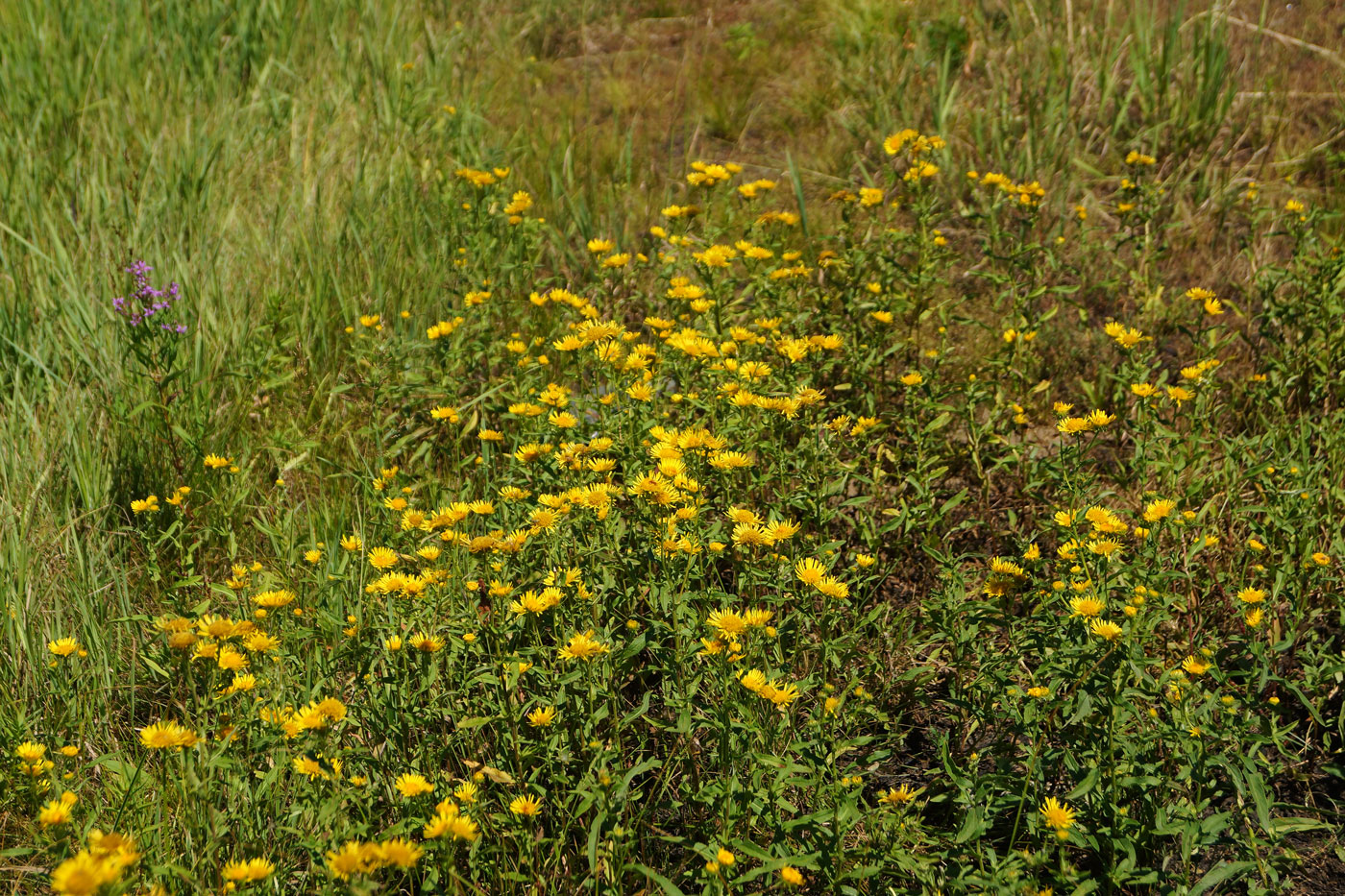 Изображение особи Inula britannica.