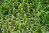 Rhytidiadelphus triquetrus