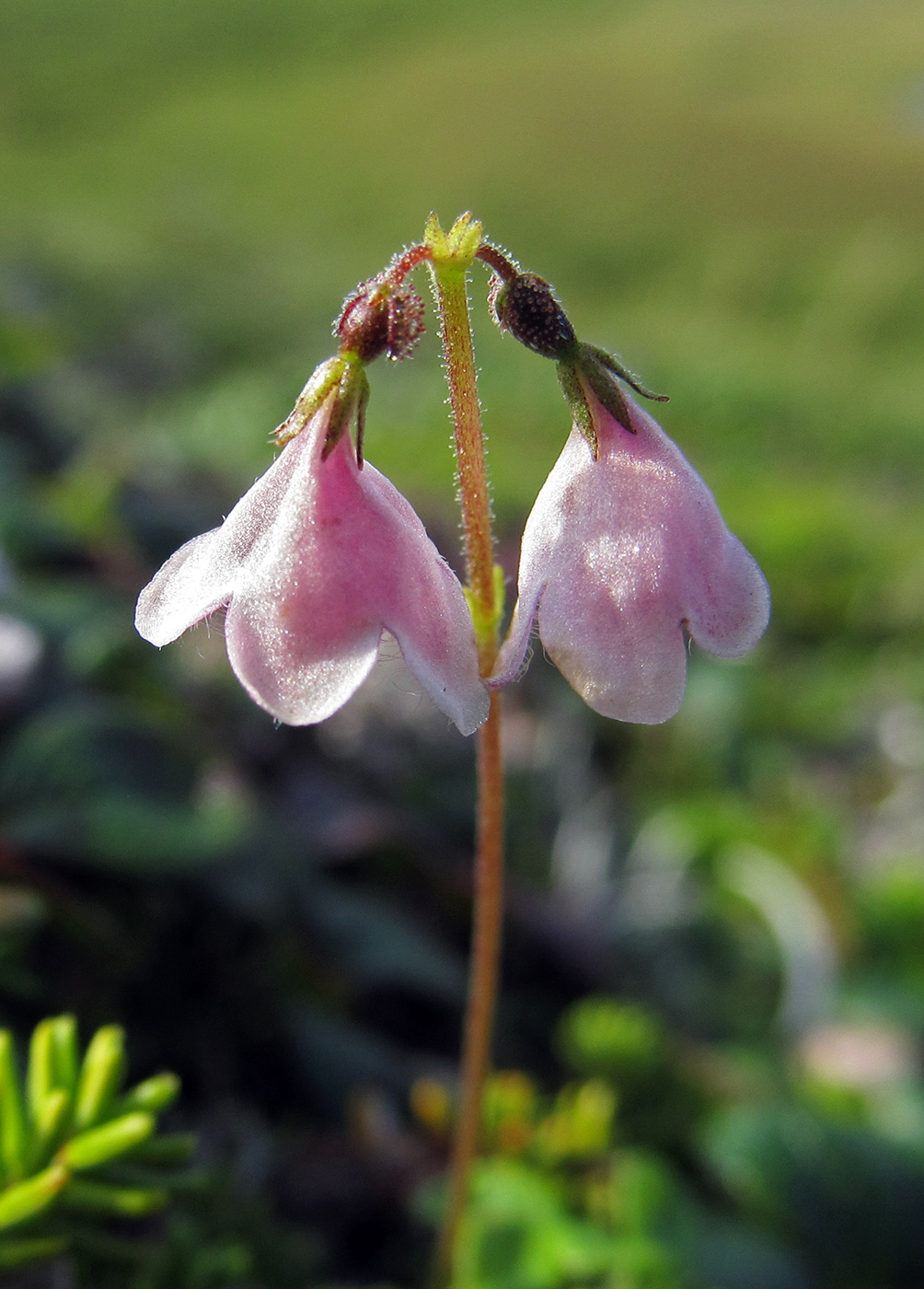 Image of Linnaea borealis specimen.