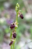 Ophrys mammosa. Верхушки побегов с соцветиями. Грузия, край Рача-Лечхуми и Нижняя Сванетия, Амбролаурский муниципалитет, окр. с. Зеда-Гвардиа, дол. р. Шарола, выс. 610 м н.у.м., лиственный лес, обочина грунтовой дороги. 07.05.2017.