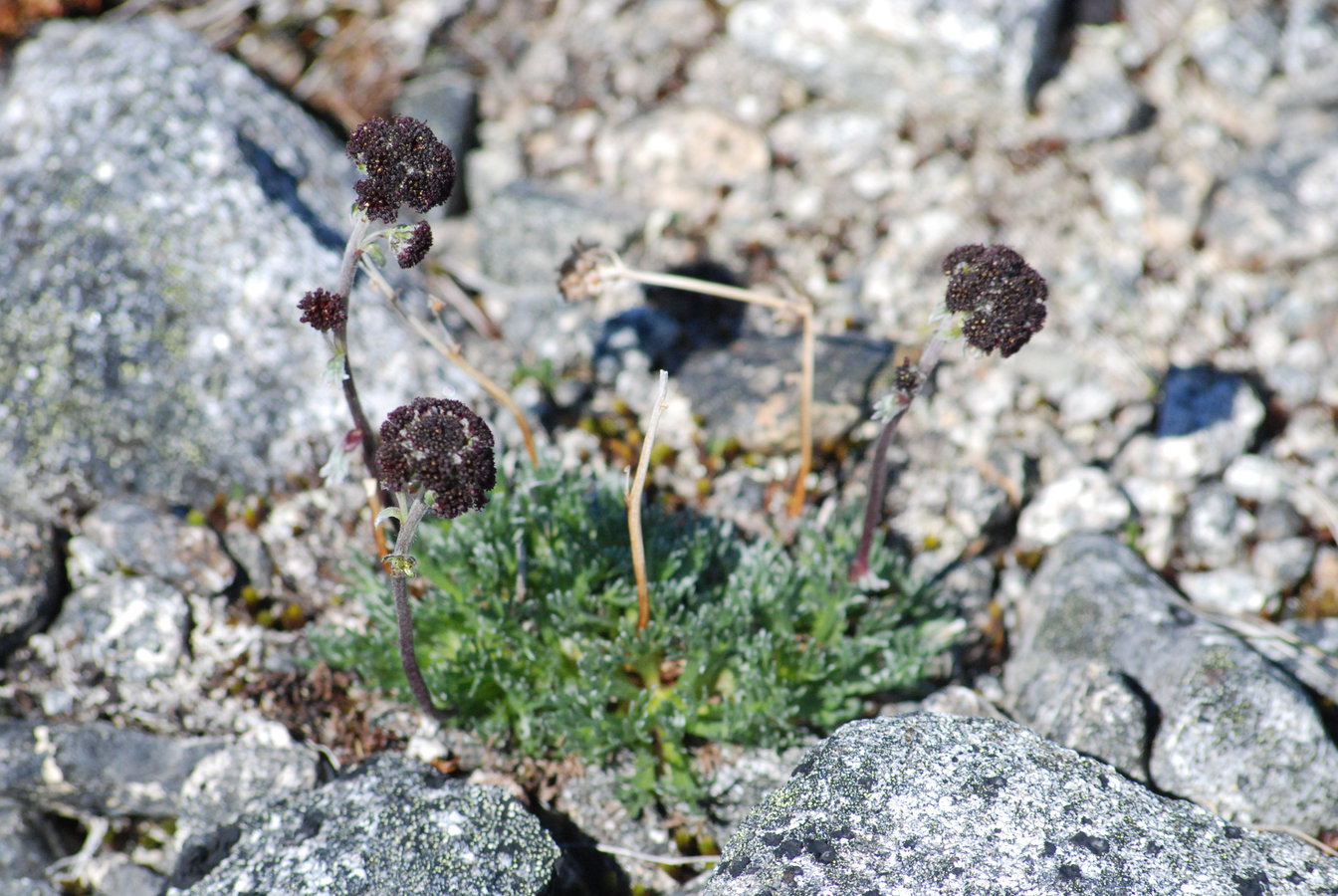 Изображение особи Artemisia globularia.