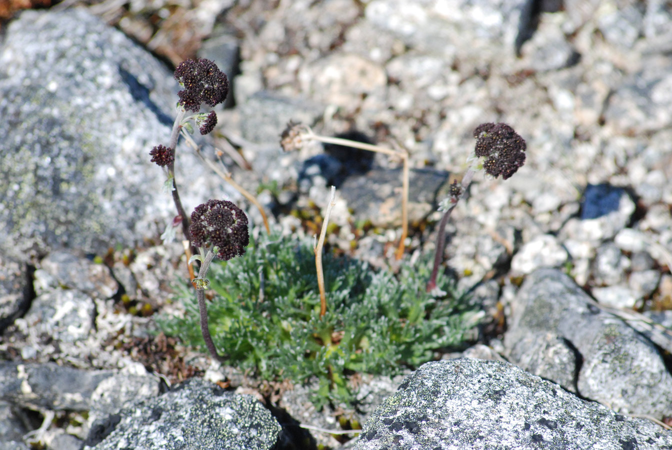 Image of Artemisia globularia specimen.