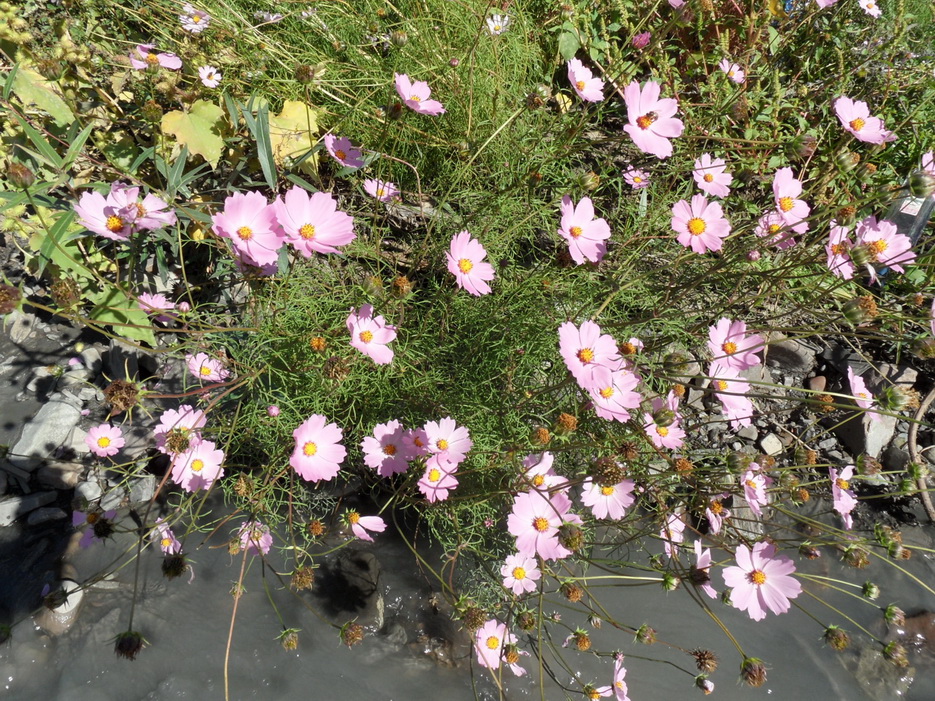 Изображение особи Cosmos bipinnatus.