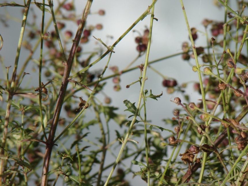 Image of genus Scrophularia specimen.