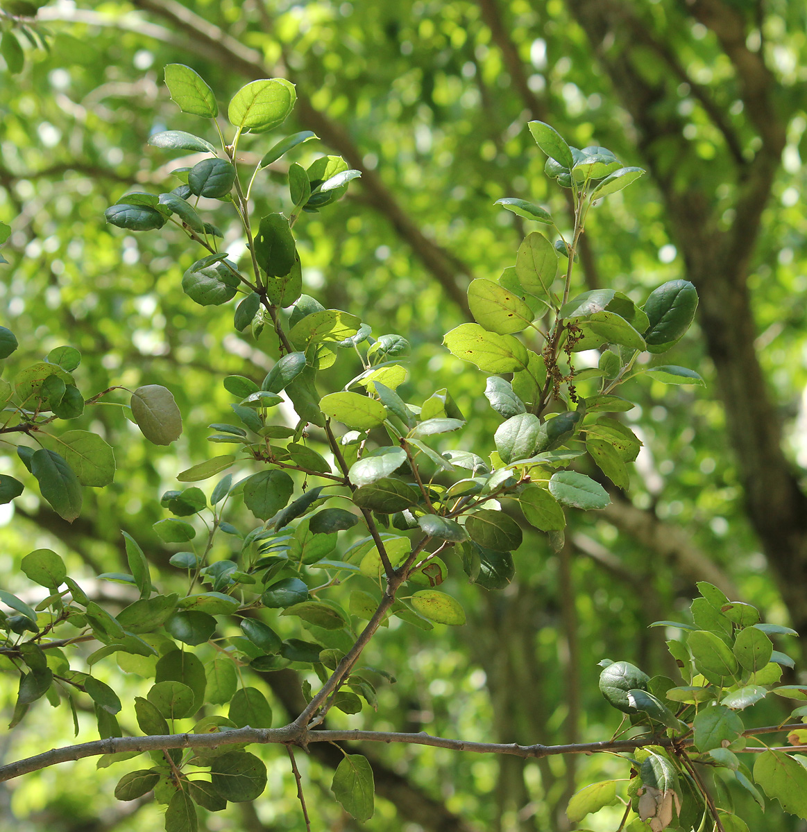 Изображение особи Quercus agrifolia.