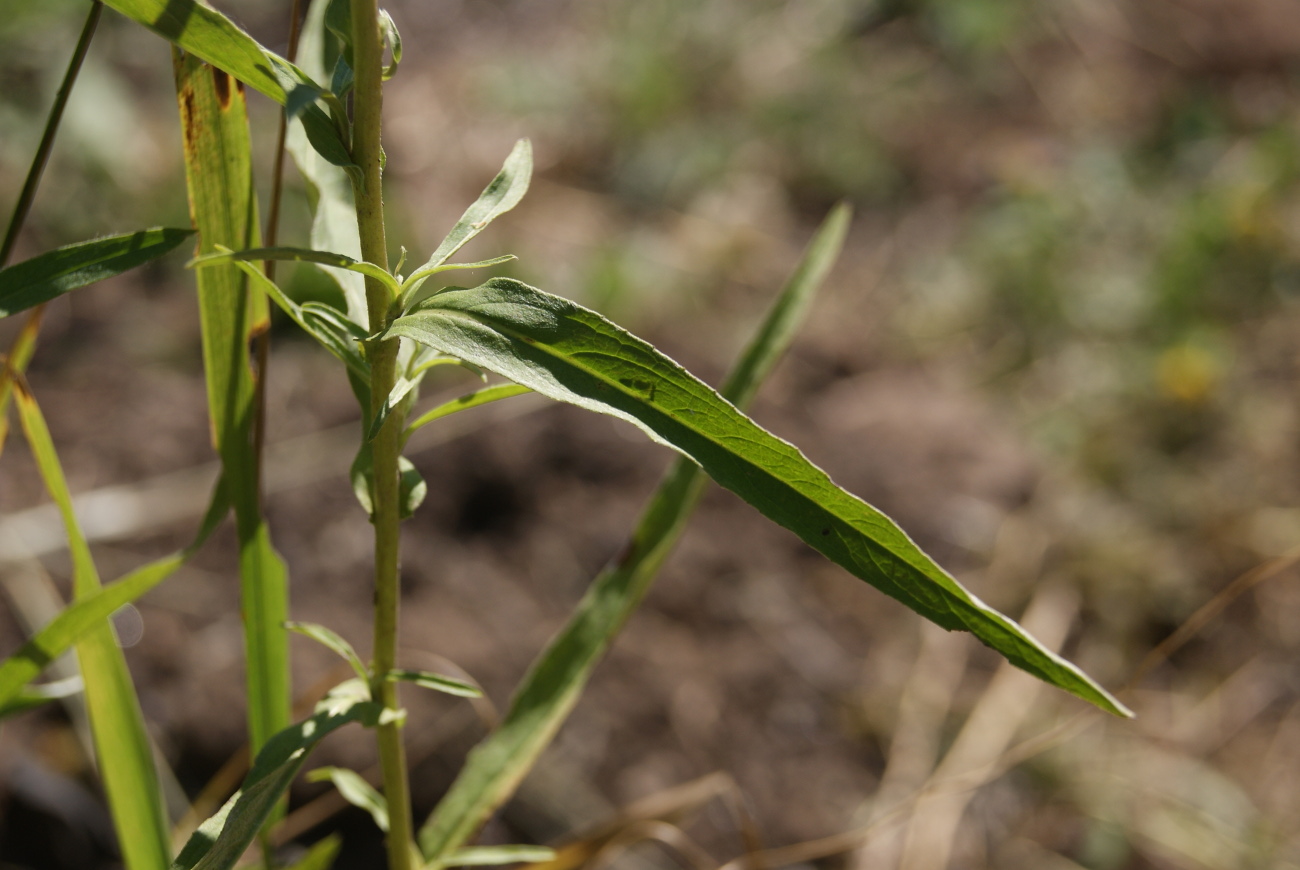 Image of Inula britannica specimen.