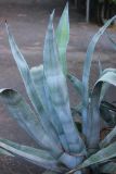 Agave americana. Часть вегетирующего растения. Италия, г. Рим, в культуре. 9 сентября 2014 г.